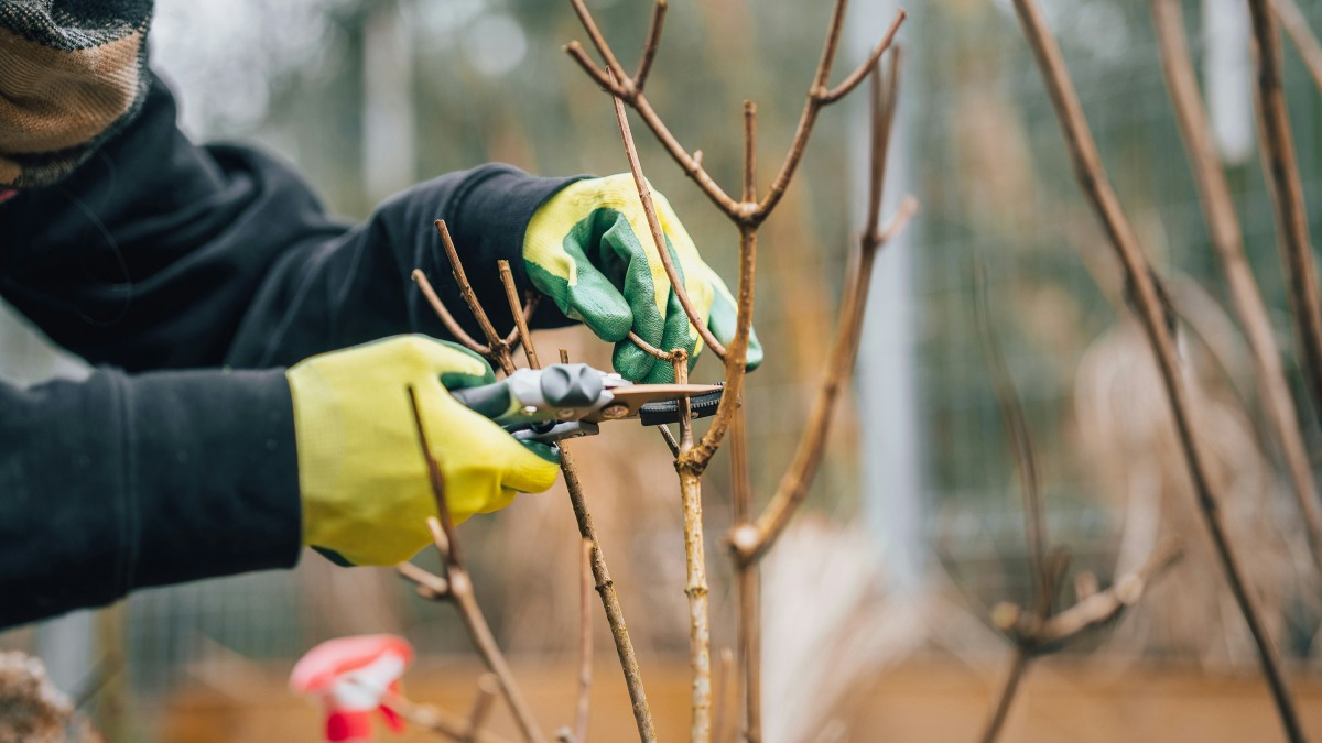Pruning Branches.
